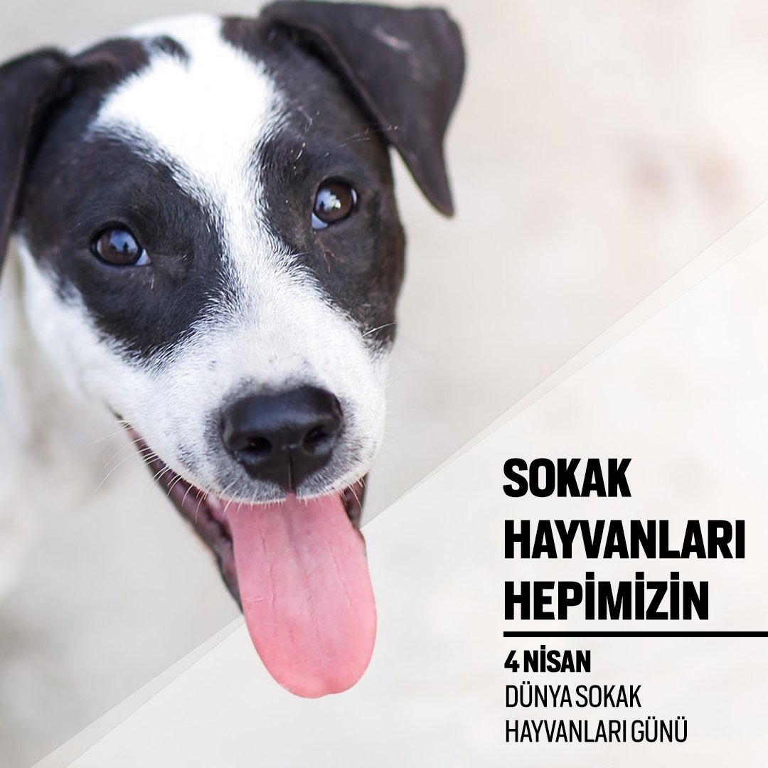 4 Nisan Dünya Sokak Hayvanları Günü’nde onlar için kapınızın önüne bir kap su koymaya ne dersiniz?  
#DünyaSokakHayvanlarıGünü #4Nisan