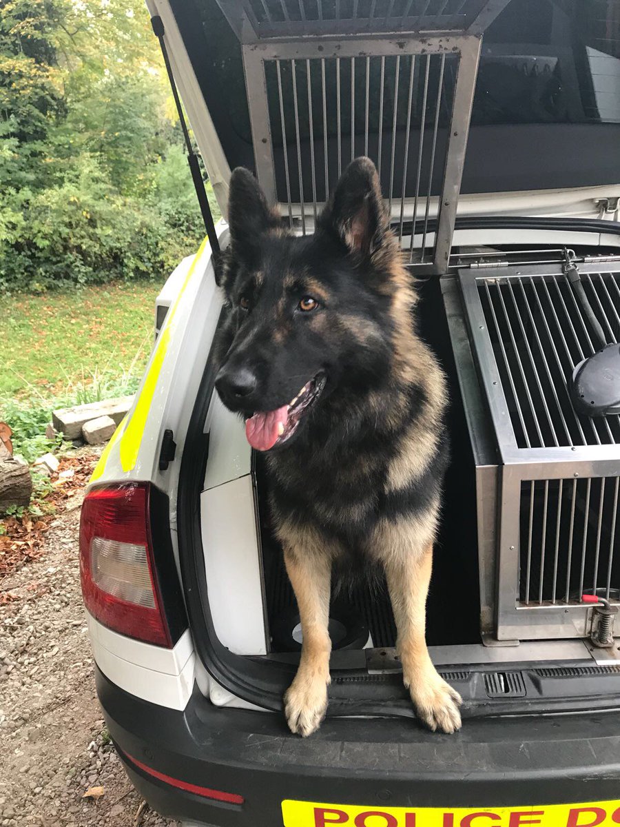 BCHPoliceDogs's tweet photo. PD Harley deployed in #Hitchin last night following reports of a break-in. @HertsPolice officers contained the area allowing Harley to track & locate a suspect nearby. A second suspect was then located by Harley underneath a caravan. He also located property. 2x arrests. #HC002 https://t.co/rjAunvTNLR