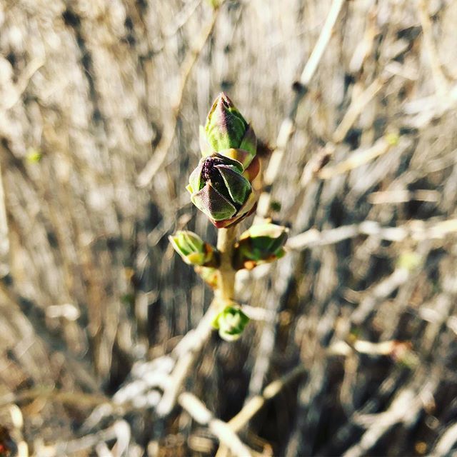 growing_organic's tweet photo. Spring is here and the blooms are well on their way! What do you have budding around your property? .
.
.
.
.
#spring #springishere #blooms #blooming #nature #beauty #buddingflowers #natureatwork #natureisamazing #grow #growingorganic #weloveplants https://t.co/GWwKEuVyDK https://t.co/OPfaTjrT9L