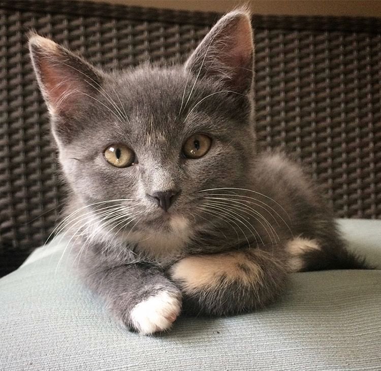 MEOWFoundation's tweet photo. Remember the sister cats and their litters? These cute, charismatic babies and their mamas are now available for adoption! 

Cats are available on a first come, first serve basis. So tap the link to add one of these uber-insta worthy kids to your family! https://t.co/lEPem5JMmn https://t.co/QKre1tOdsz