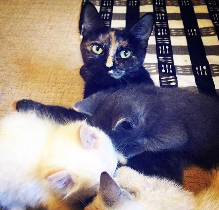 MEOWFoundation's tweet photo. Remember the sister cats and their litters? These cute, charismatic babies and their mamas are now available for adoption! 

Cats are available on a first come, first serve basis. So tap the link to add one of these uber-insta worthy kids to your family! https://t.co/lEPem5JMmn https://t.co/QKre1tOdsz