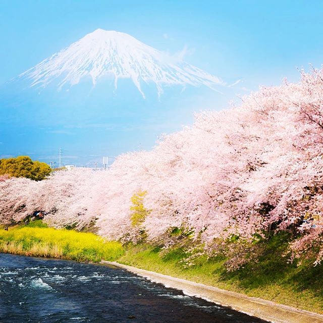 #日本 #japan #富士山 #fuji #春 #spring #川 #river #自然  #natuer #アーバンビレッジ