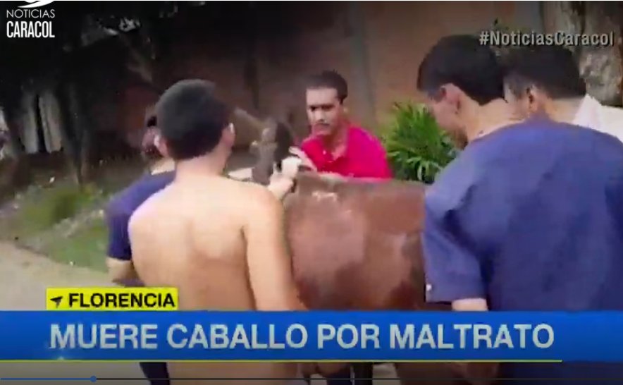 PlataformaALTO's tweet photo. Murió el caballo sometido a trabajos forzados en Florencia a pesar de los esfuerzos por salvarlo. El presunto autor de este crimen se encuentra ya en proceso de  judicialización. Esperamos sanciones ejemplares de acuerdo a la ley 1774/2016 que penaliza maltrato animal. https://t.co/pmDcqppDDE