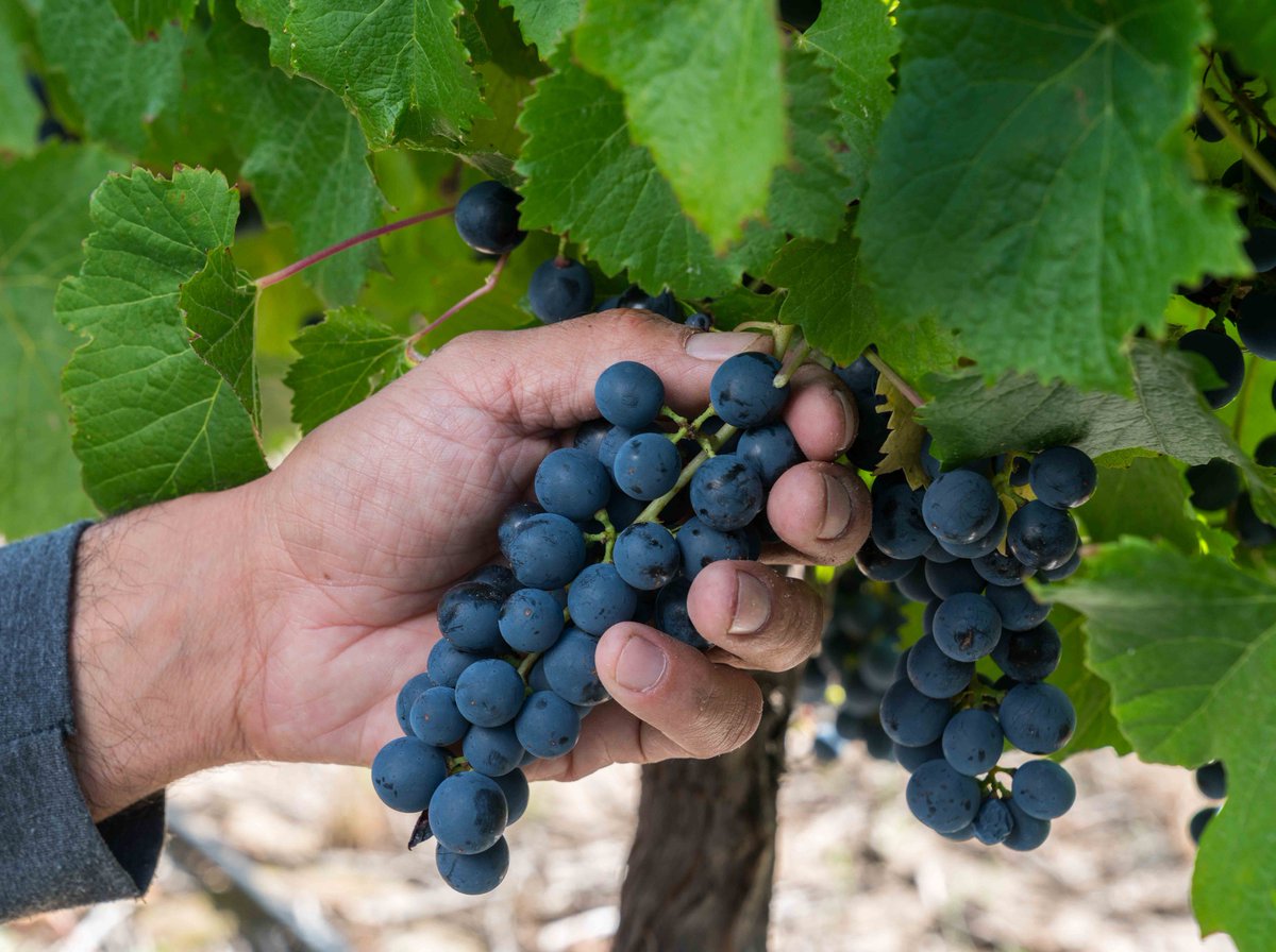 Viviendo el tiempo de cosecha 2018 en el Viñedo Pyros #valledepedernal