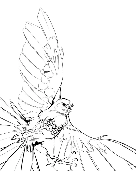 gabar goshawk doodle 