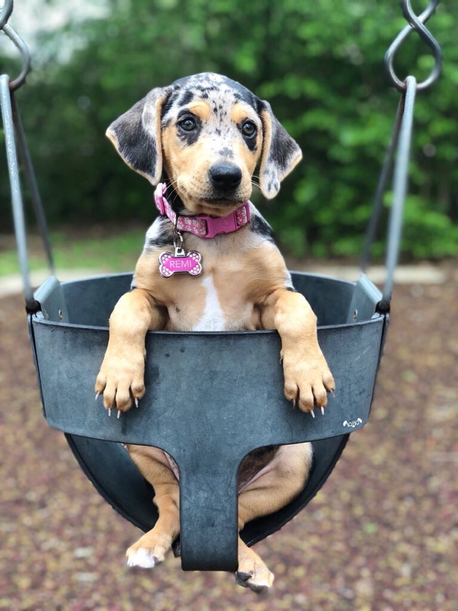 good pup on a swing