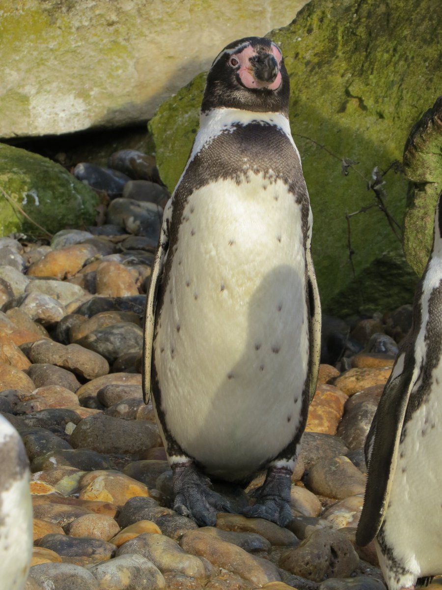 Marwell Wildlife tweet media