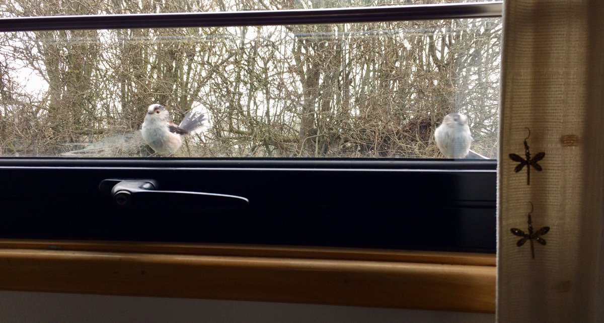 SHummerstone's tweet photo. When the bird feeders are empty  the long tailed tits tap on my window so nice.
Feeding the birds on my travels along the grand union canal @GinaKitchenham @wildlife_uk https://t.co/F3XUYjxsTk