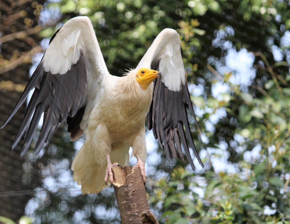 うにく かっこいい エジプトハゲワシ 千葉市動物公園