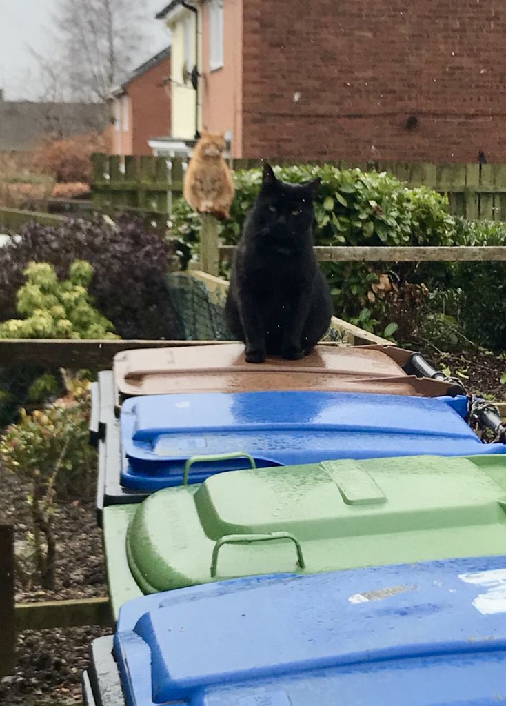 He’s behind you #catsonbins #whiskerswednesday