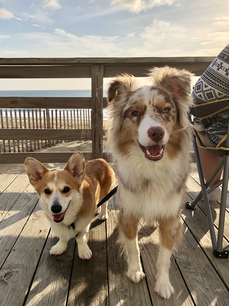 CorgiTrouble's tweet image. 