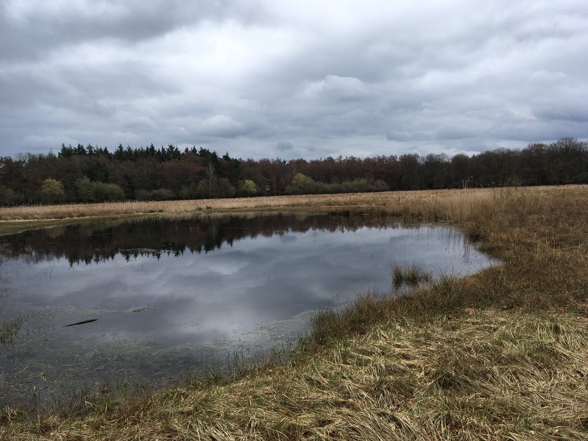 Bosw8erBart's tweet photo. Eerste #roodborsttapuiten en #boompiepers gespot op voormalig landbouwenclave in #Stippelberg van @Natuurmonument. Nu wachten op de rest! #voorjaar https://t.co/jjlWvbd0TR