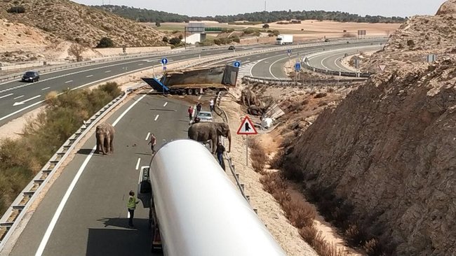 _Naeray's tweet photo. Un éléphant de cirque est mort, lors d'un accident du camion qui le transportait, en Espagne.
2 autres éléphants d'Asie ont été blessés, sur 5 animaux présents dans le camion.
Une raison de plus de boycotter les cirques exploitant les animaux. https://t.co/TxvvC5jyCq