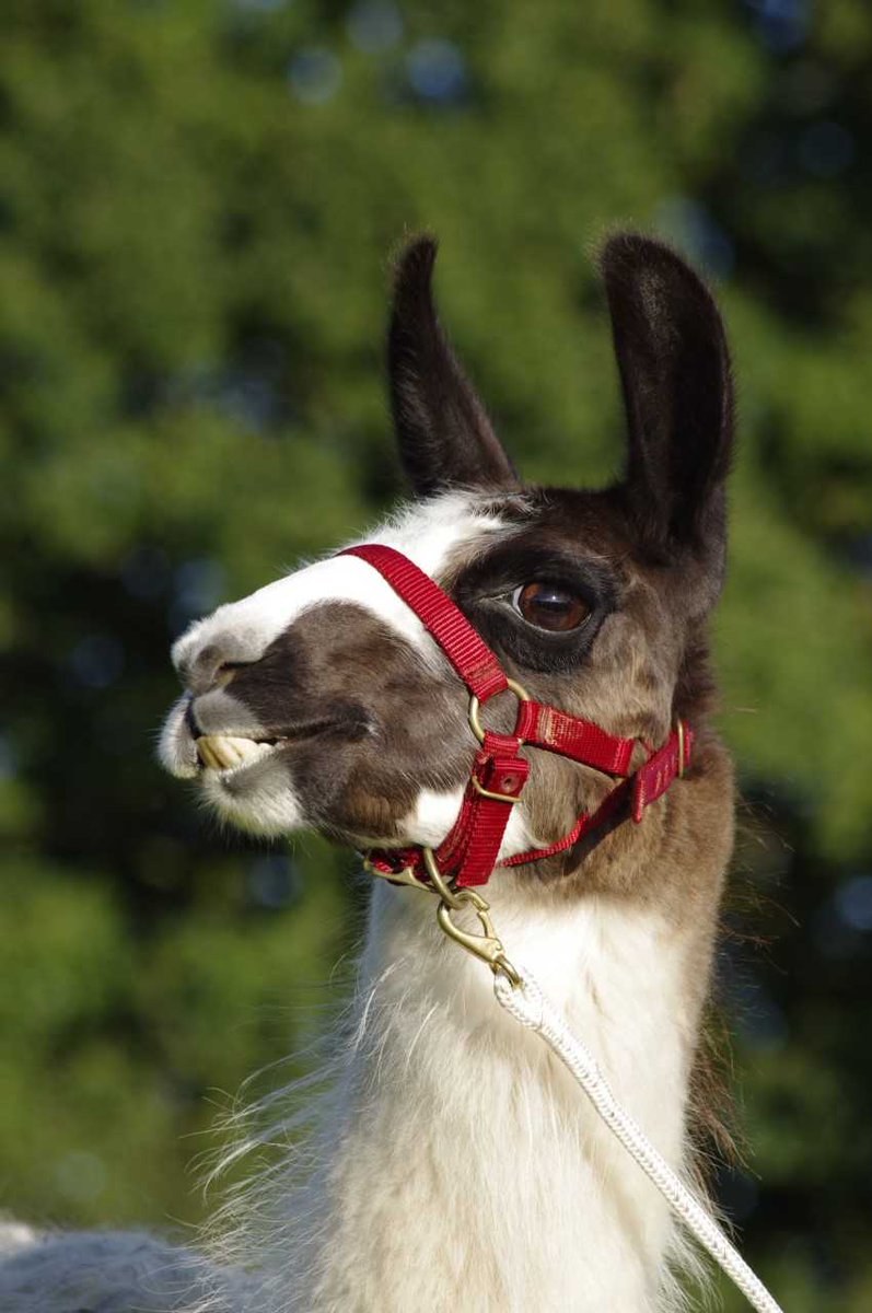 ProjectRocketUK's tweet image. We have been working hard on some local projects. did someone say Llamas? #Norfolk #Norwich #llamas