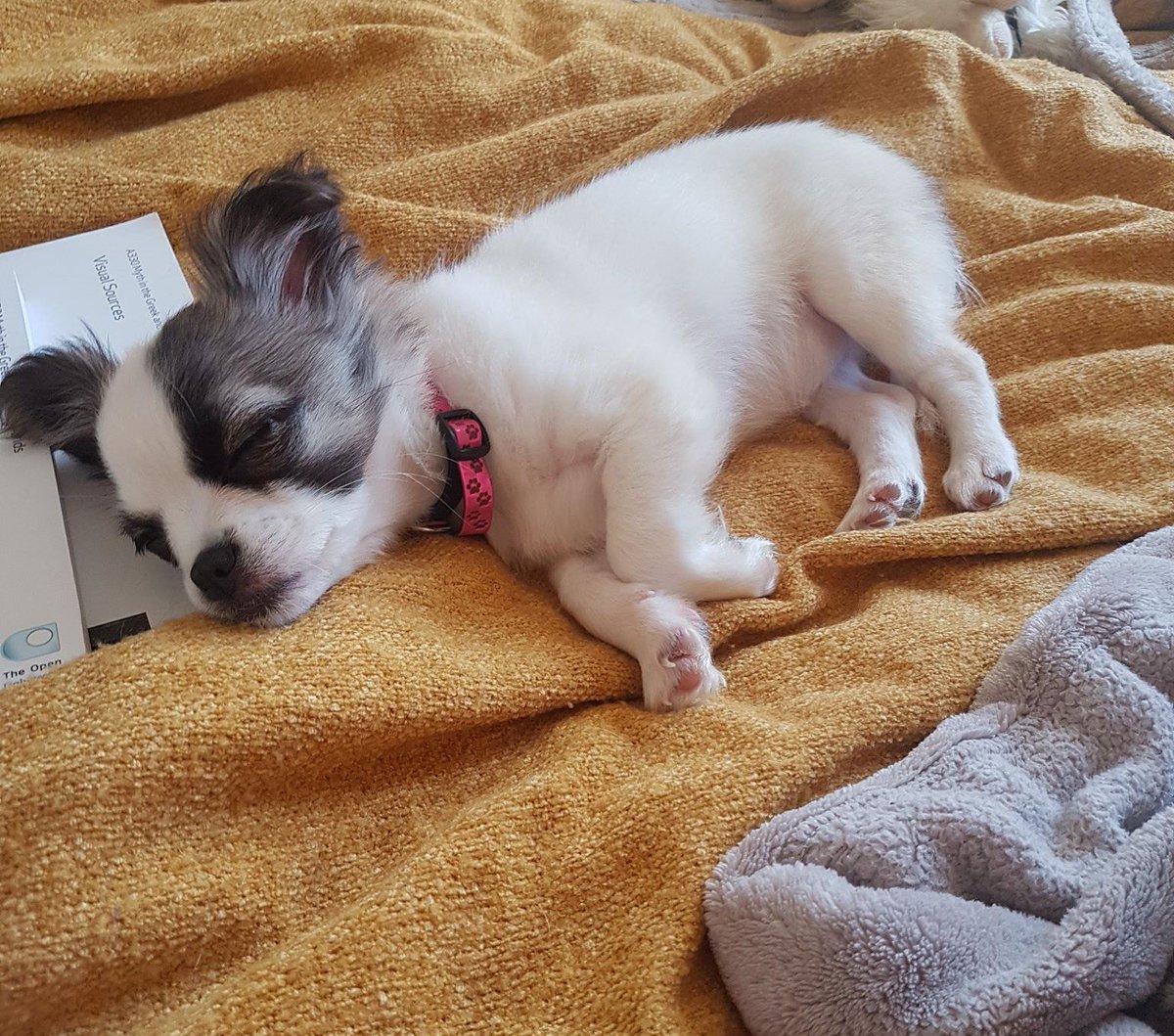 ProjectRocketUK's tweet image. Although I have been working, I have had my hands a bit full for the last few weeks with a new addition to the family #Puppy #Chihuahua