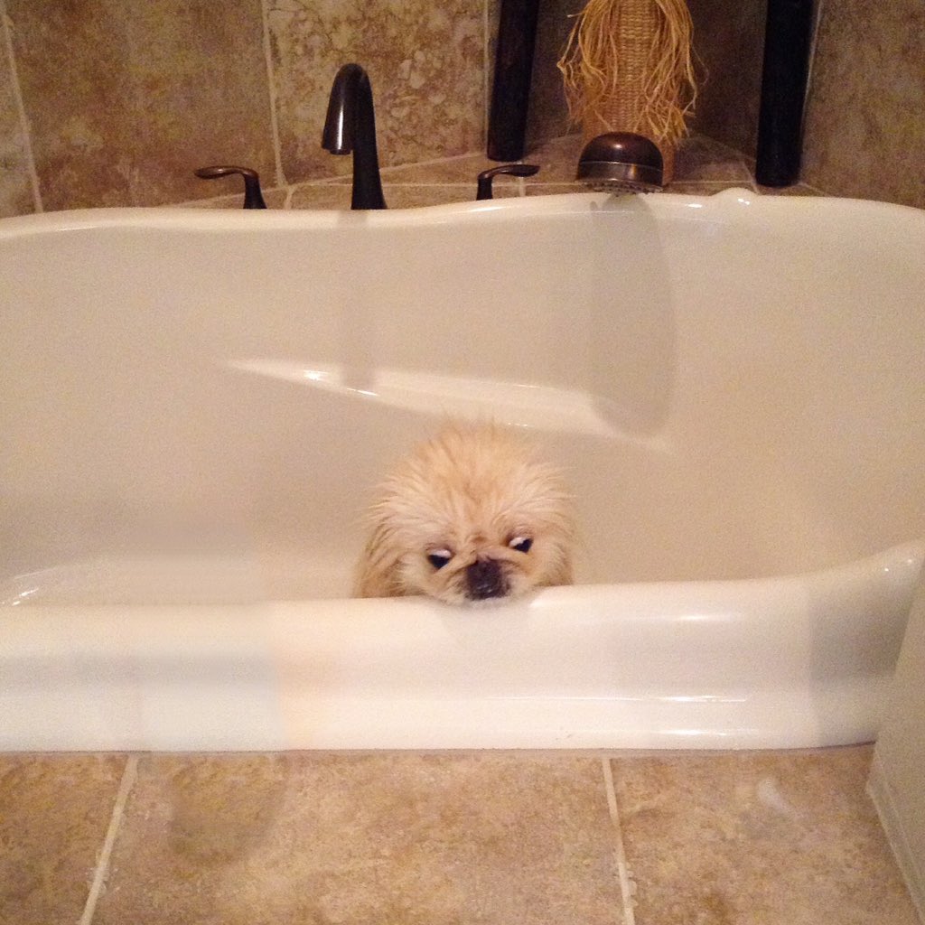 LilCaliGurl's tweet photo. Really? Yur just gonna throw me in de tub like dat dis early? #plottingmyescape #tooearlyforthis #gettingmyconditioneron
.
.
.
#dogbath #wetdogsmell #wetdog #doggrooming  #caligurl  #dogslife #doglife #throughadogseyes #pffttt #gettingmysoakon #firstofthemonth #thattimeofmonth https://t.co/eDEQgCd0M6