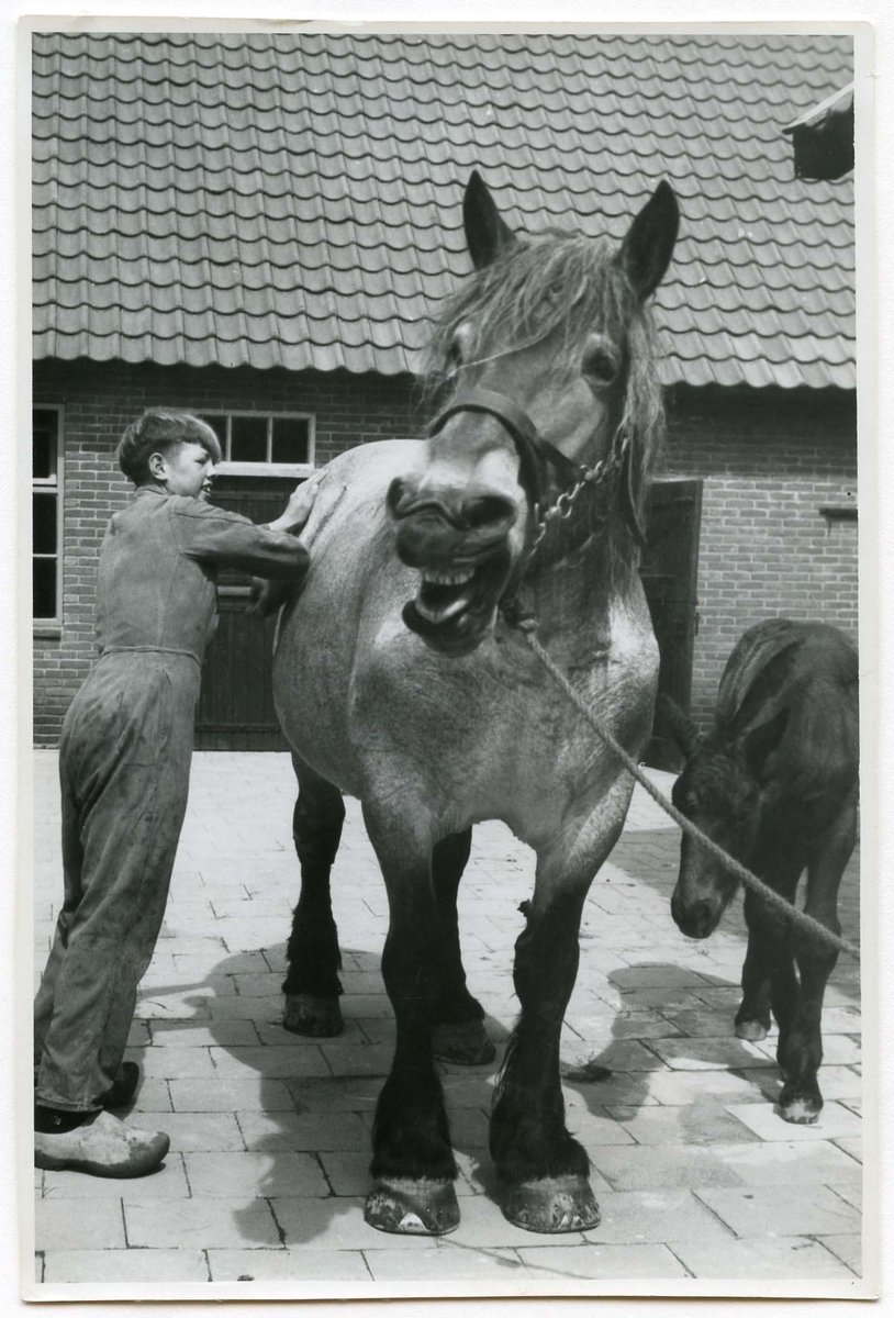 Boer Geerdes en de weesjongens verzorgden veel #dieren op de boerderij van Weesinrichting Neerbosch. #collectievissen