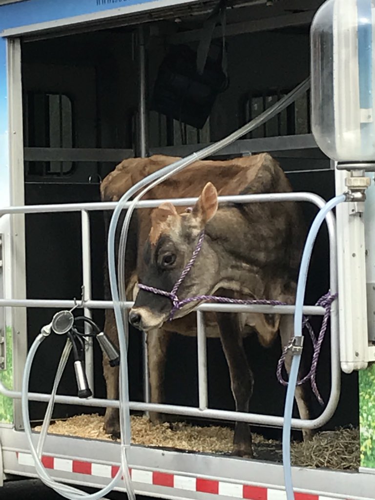 kelleen_trauger's tweet photo. Southland Farms Mobile Dairy Classroom! @FortHuntES @Neufeldsclass @MrsMorrisFHES @mrspazfhes @mslaurent2nd https://t.co/pHfGLrbaJd