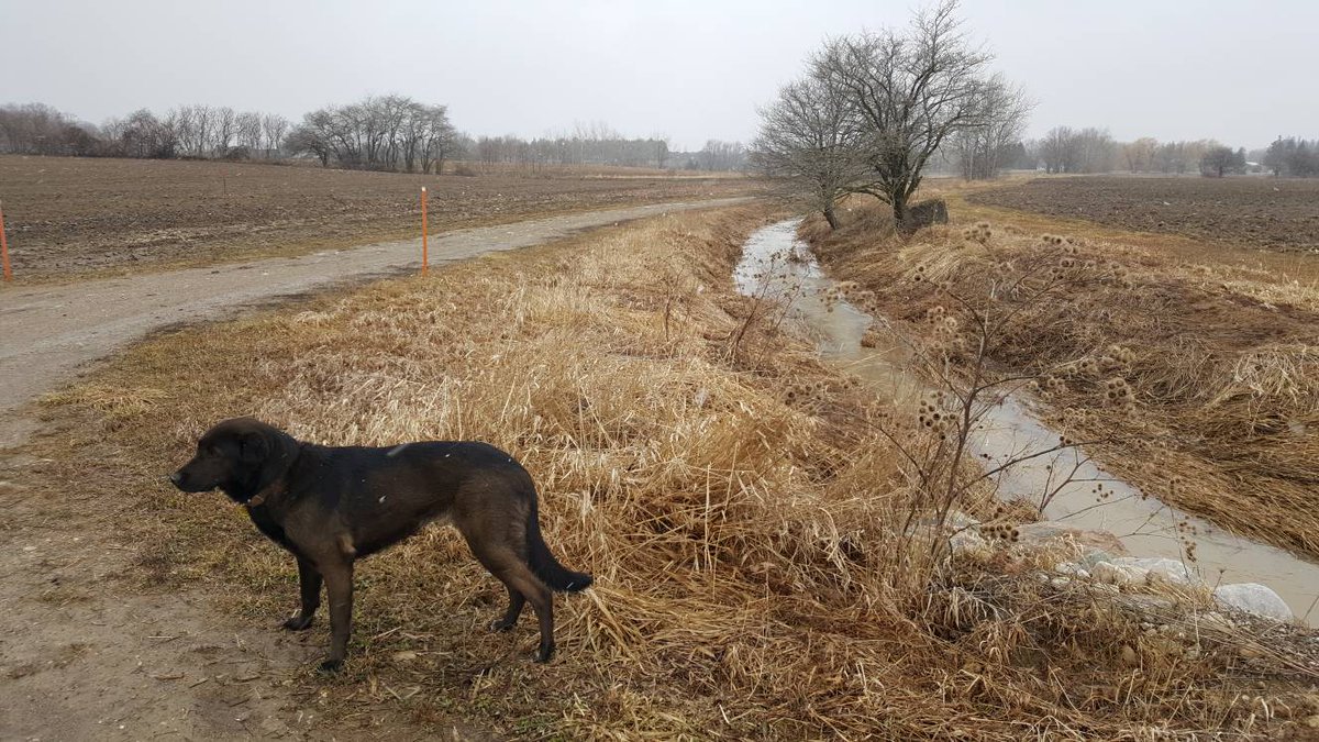 pfenningsfarm's tweet image. Bluster and blow all you like, your days are numbered.  That white stuff you threw at me won&apos;t stick around for long. 

 #winterorspring #makeupyourmind #brrr #canadianspring #moodyspring
