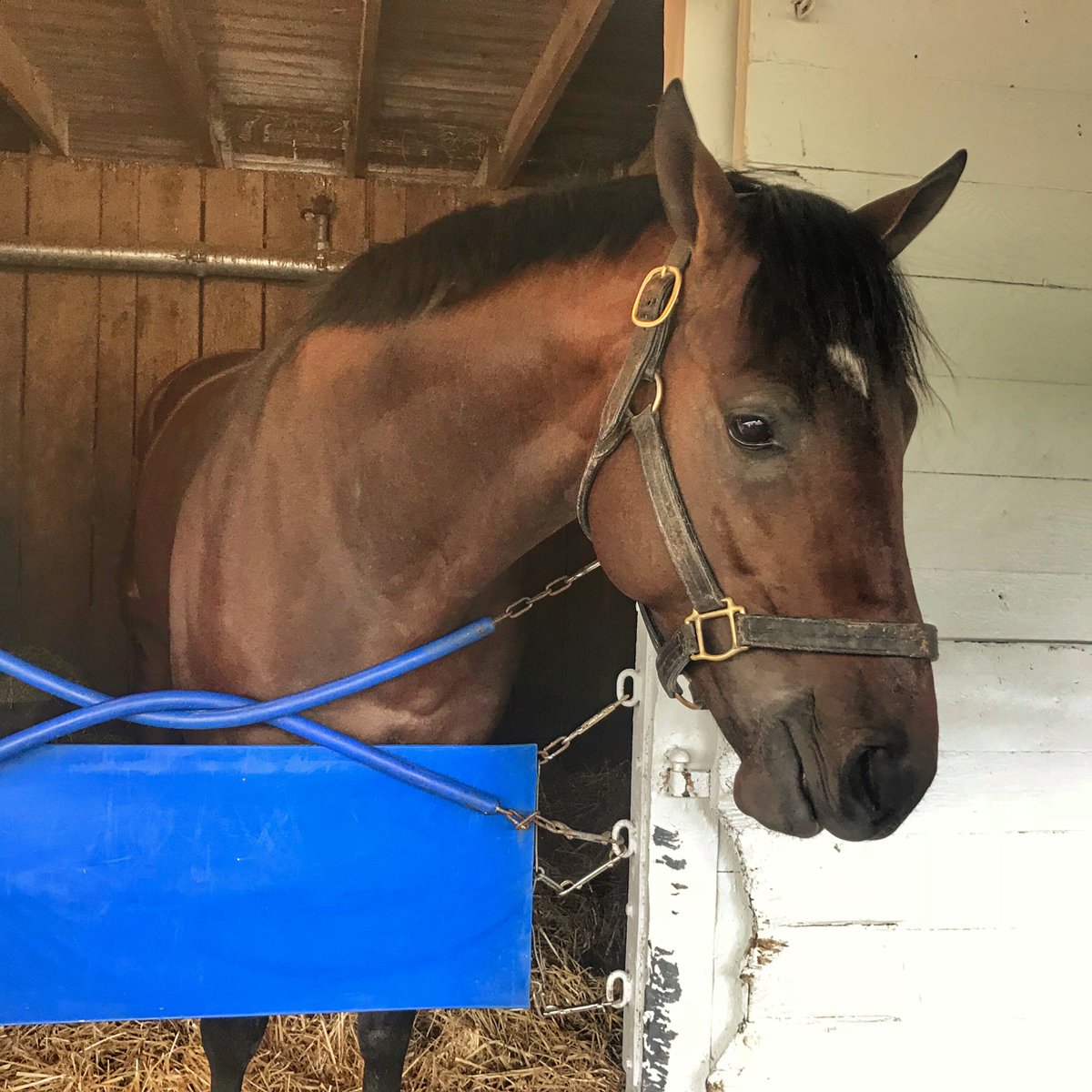 KentuckyDerby's tweet image. Lone Sailor has arrived at @ChurchillDowns!  

🐴: Louisiana Derby runner-up and #KyDerby contender with 42 points bit.ly/2IvPQ54