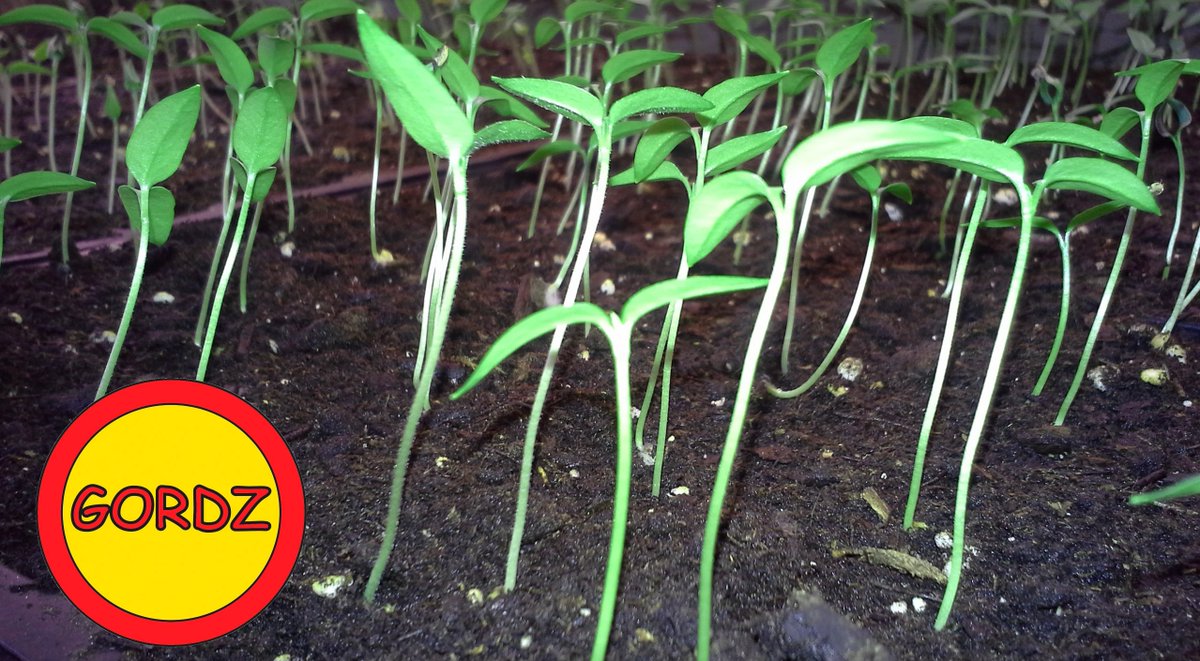 GordzHotSauce's tweet photo. Even if #Spring is delayed, the #seedlings are #growing happily!
https://t.co/aOqyufkpZu Canada's #1 #seedtobottle #allnatural #hotsauce Co. ๐จ๐ฆ๐ฅ๐ถ๏ธ๐ฑ
#GYO #seed #plant #garden #farm #hotpeppers #scorpion #moruga #ButchT #7pot #ghost #reaper #habanero #jalapeno #serrano https://t.co/SpDbJo4Cqu