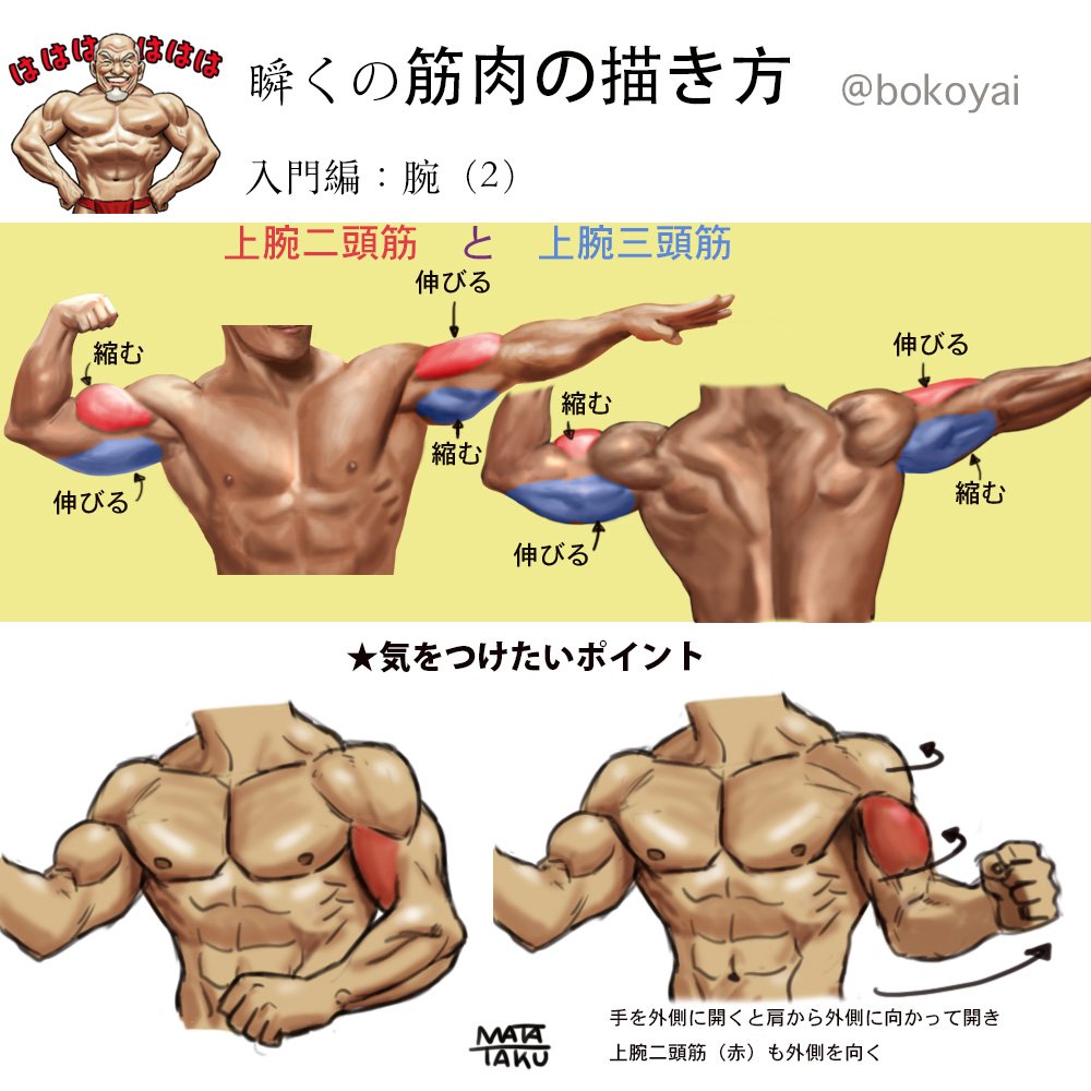 瞬く 絵のお仕事募集中 瞬くの筋肉の描き方第3弾 腕編 よく描く部分なので大まかにでも覚えておいた方がいい所です 第1弾 大胸筋と三角筋 T Co Siyisug1qi 第2弾 脇の下 T Co E5cll2hun3 T Co 1mk9namje6