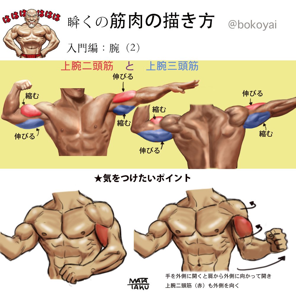 瞬く 絵のお仕事募集中 V Twitter 瞬くの筋肉の描き方第3弾 腕編 よく描く部分なので大まかにでも覚えておいた方がいい所です 第1弾 大胸筋と三角筋 T Co Siyisug1qi 第2弾 脇の下 T Co E5cll2hun3 T Co 1mk9namje6 瞬く 絵のお仕事募集中 V Twitter 瞬くの筋肉の描き方第3弾 腕編 よく描く部分なので大まかにでも覚えておいた方がいい所です 第1弾 大胸筋と三角筋 T Co Siyisug1qi 第2弾 脇の下 T Co E5cll2hun3 T Co 1mk9namje6