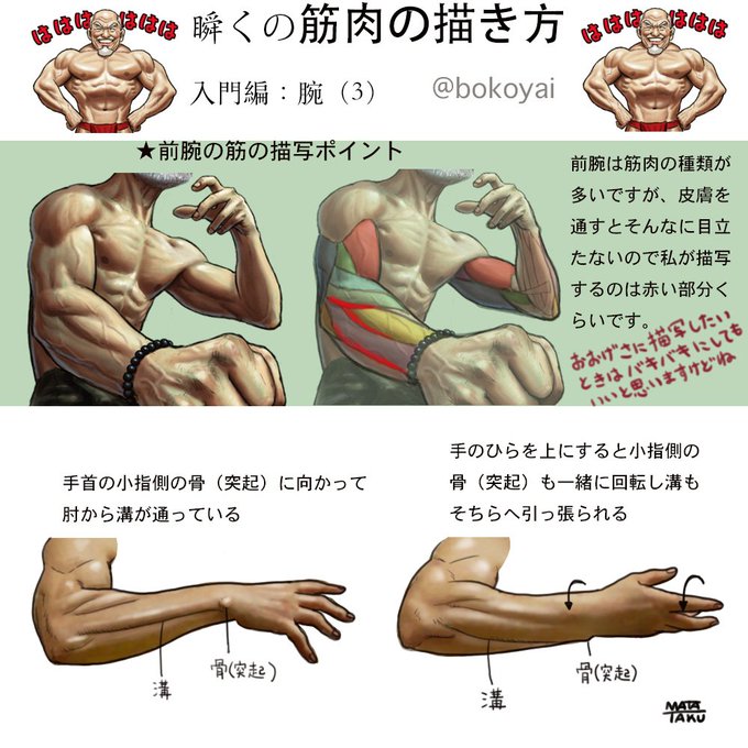 筋肉の描き方のtwitterイラスト検索結果