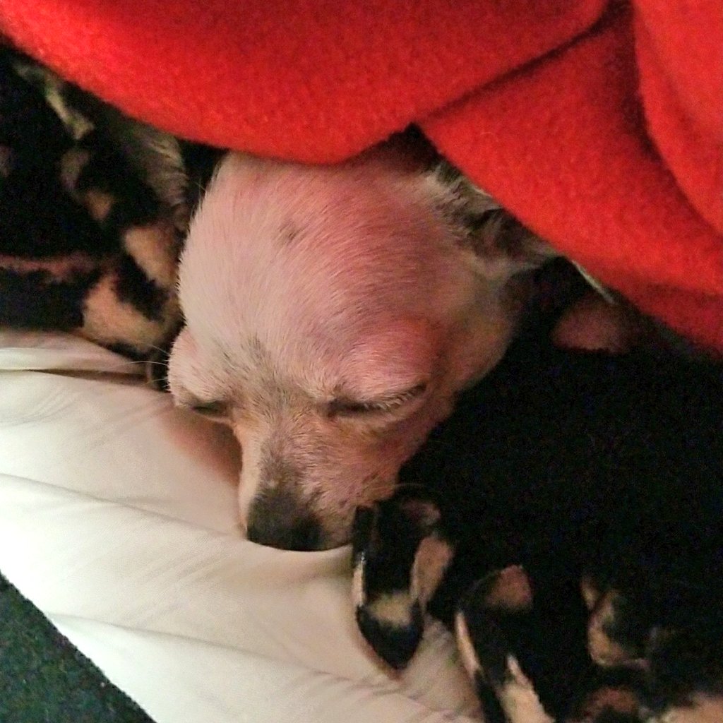 Tignatious's tweet photo. Someone doesn't do mornings. #chihuahua #puppylove #pupper #everydayself https://t.co/r7ZoWnGxWk