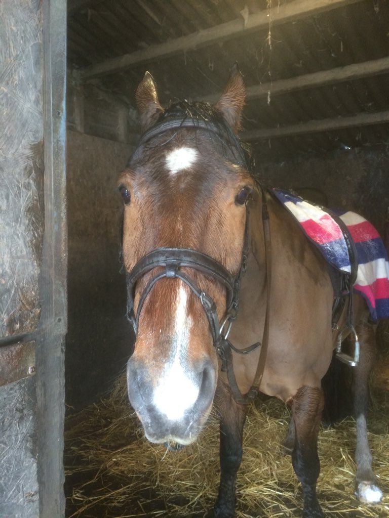 One seriously unimpressed horse after being ridden in the snow