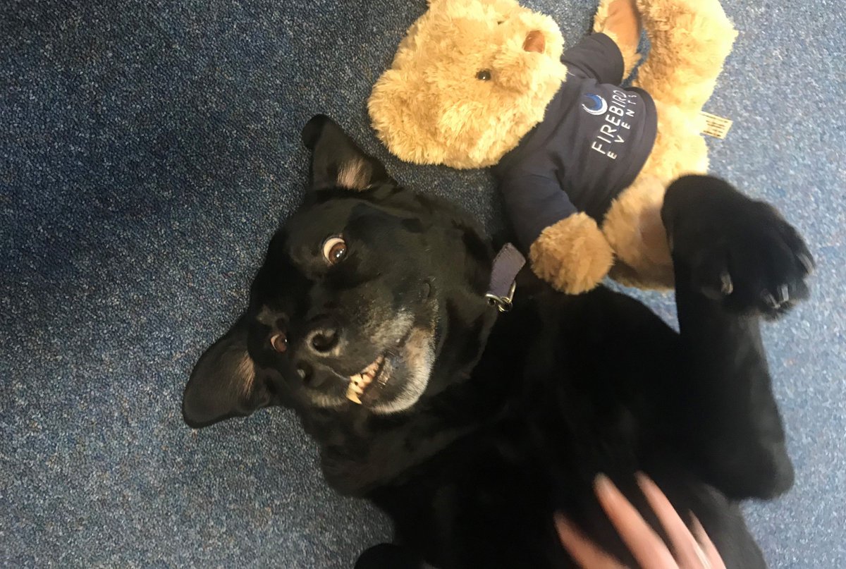 FirebirdEvents's tweet photo. The office LOVE their visitor today and so does Firebird Ted! #eventprofs #OfficePet #OfficeBestFriend https://t.co/aVlawflJ5y