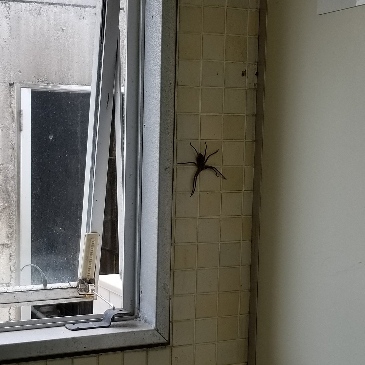 Go to Japan they said. It'll be fine they said. They didn't say anything about toilet spiders.