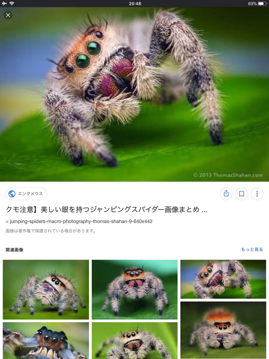 のん ハエトリグモ ジャンピングスパイダー 海外のものはカラフルで綺麗なものが多いけれど日本のは地味 笑 とても小さくて大人になっても数ミリ 明日日本のハエトリグモだけどもらいに行きます 男の子だから長生き出来ないけど これをきっかけに蜘蛛