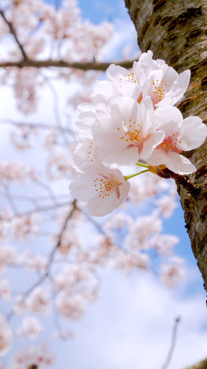 100 Epic Best桜 Iphone 壁紙 花の画像