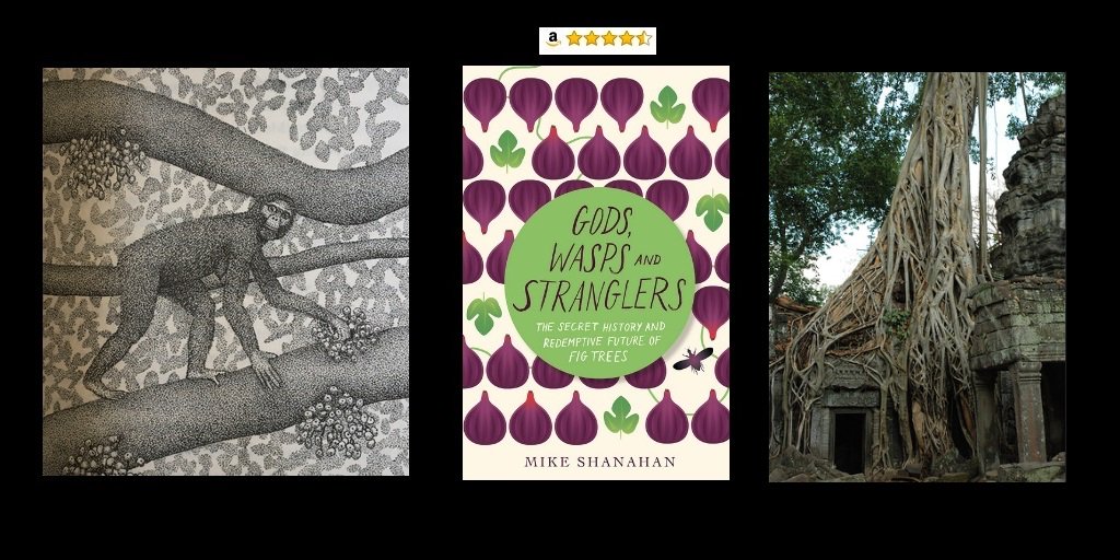 shanahanmike's tweet photo. Figs were feeding our ancestors before they descended from the trees. They helped make us. They watched great civilisations rise + fall. They can help us in new ways today. 8 days until paperback is out (pre-order at: https://t.co/Fk5xgRAxfX #FigsBook Info https://t.co/hsvLvhJJsp https://t.co/wSg9nnR8Vy