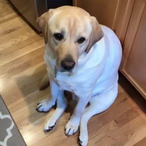 labrador247's tweet photo. What's up?, everyone
#labradortshirt #labrador_for_life #christmaslab #labrador #labradoroftheday #labradorretriever 
#labradorretrieverblack #labradorretrieverbrasil https://t.co/q4nynYb0vH