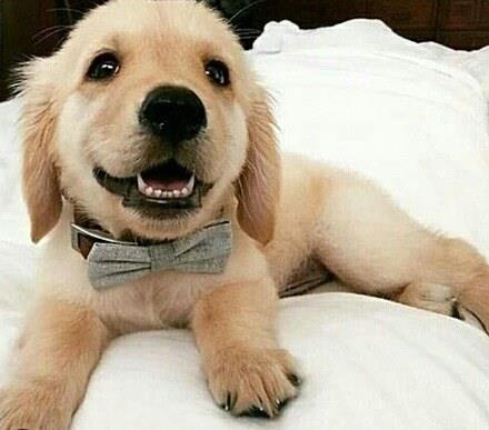 labrador247's tweet photo. labrador really like our angle
#labradortshirt #labrador_for_life #christmaslab #labrador #labradoroftheday #labradorretriever 
#labradorretrieverblack #labradorretrieverbrasil https://t.co/KL624yj9Au