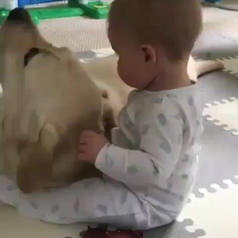 labrador247's tweet photo. labrador is one of my habits
#labradortshirt #labrador_for_life #christmaslab #labrador #labradoroftheday #labradorretriever 
#labradorretrieverblack #labradorretrieverbrasil https://t.co/NYQtcR8IfF