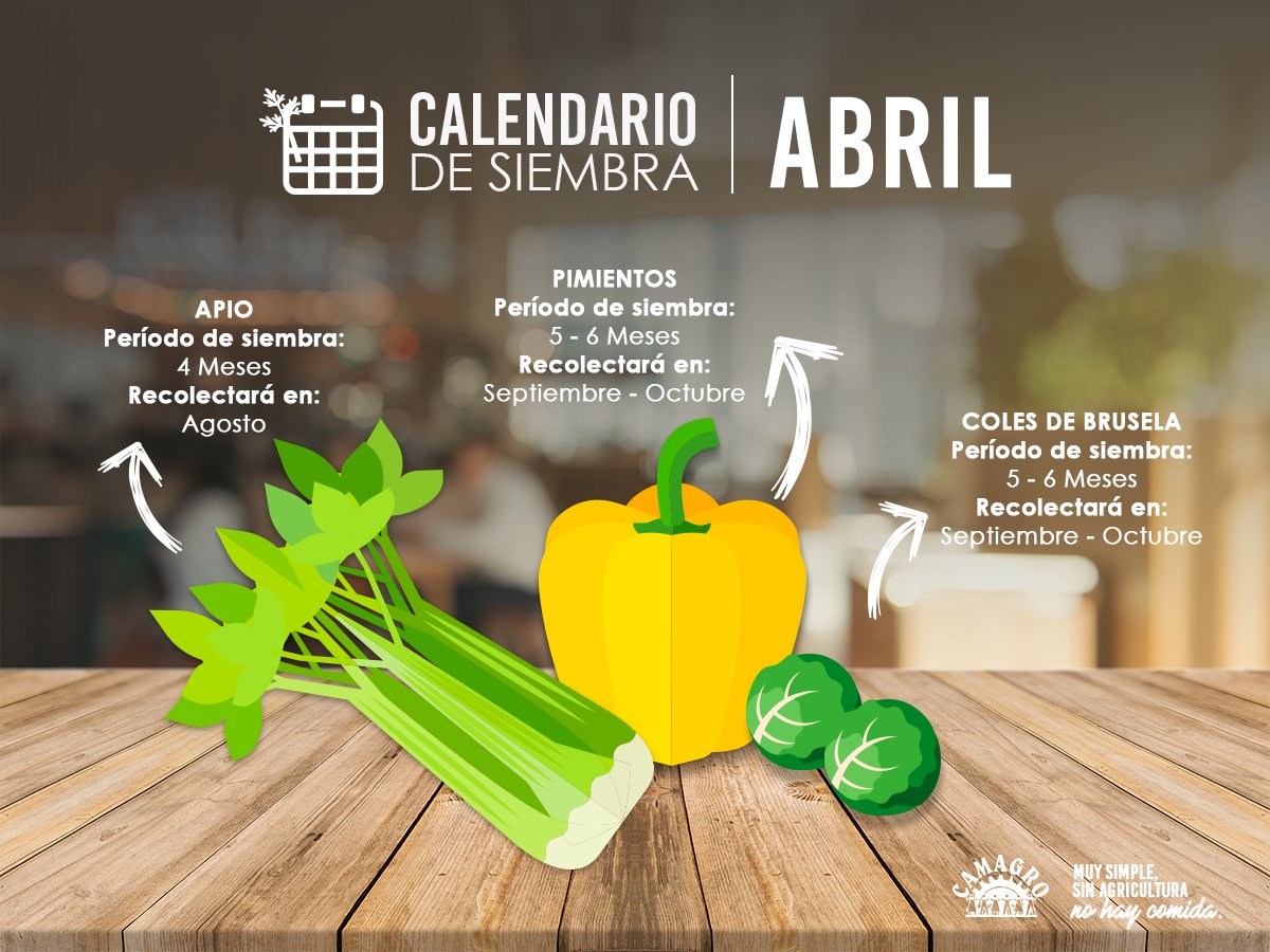 Iniciamos mes y nuevos vegetales que podemos sembrar en nuestros huertos. #CAMAGRO #SinAgriculturaNoHayComida
