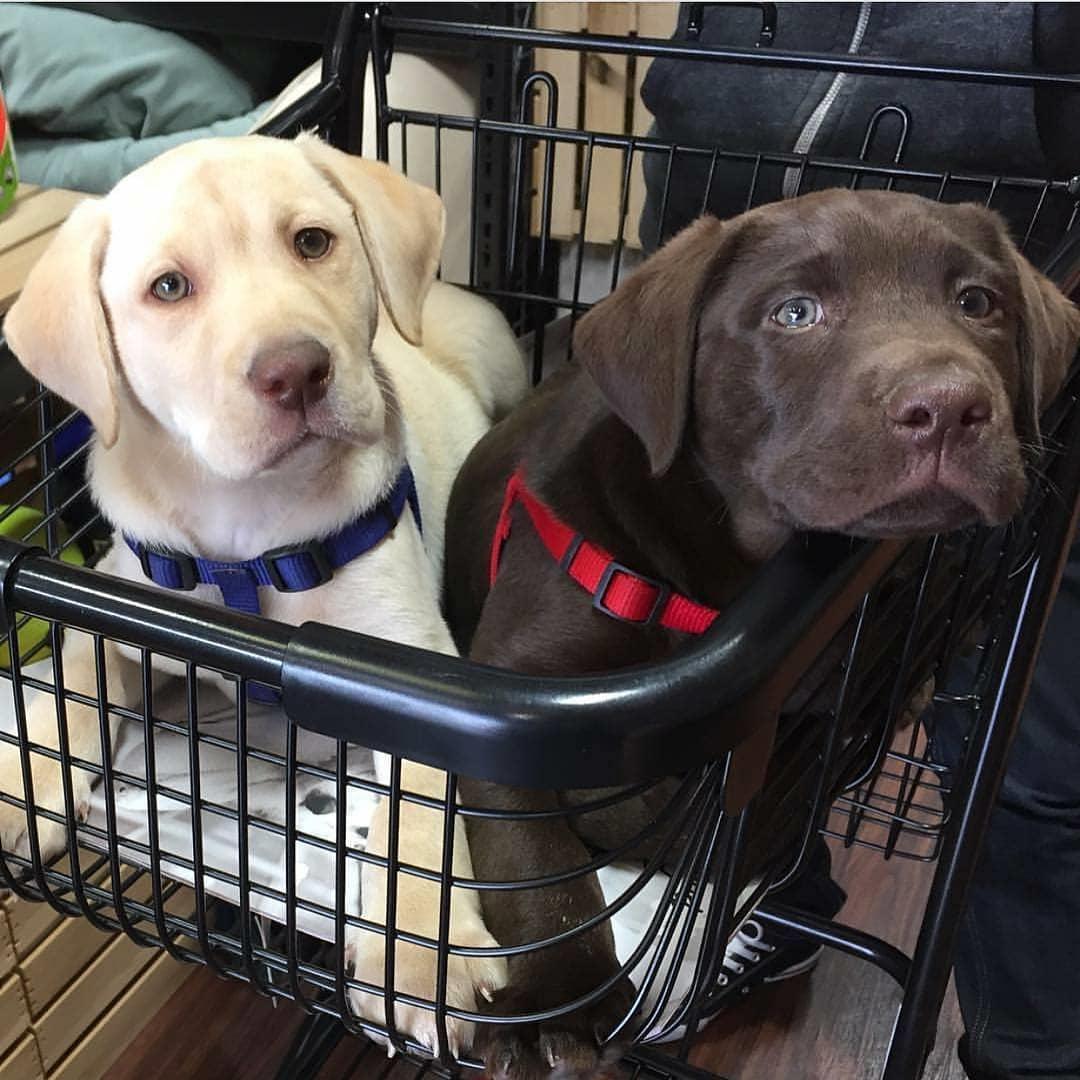 labrador247's tweet photo. Good day everyone
#labradortshirt #labrador_for_life #christmaslab #labrador #labradoroftheday #labradorretriever 
#labradorretrieverblack #labradorretrieverbrasil https://t.co/lXh6O2Ks9j