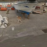 確かに怪しいからねｗ種子島でgoogleカーをずっと追いかける犬が写っているw