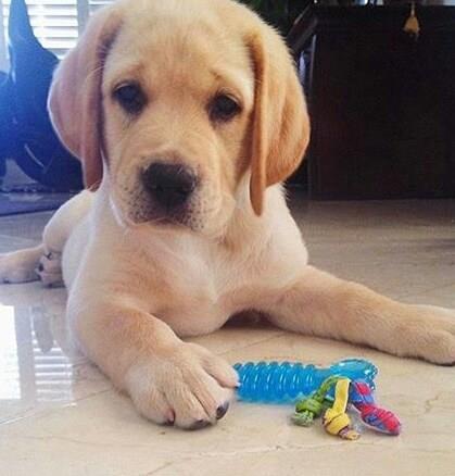 labrador247's tweet photo. labrador really awesome
#labradortshirt #labrador_for_life #christmaslab #labrador #labradoroftheday #labradorretriever 
#labradorretrieverblack #labradorretrieverbrasil https://t.co/0lomt6Y6m8
