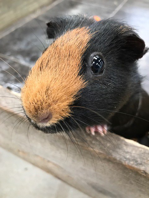 SpringBarnFarm's tweet image. It&apos;s #InternationalCarrotDay you say?! I&apos;m in! 🥕🥕🥕