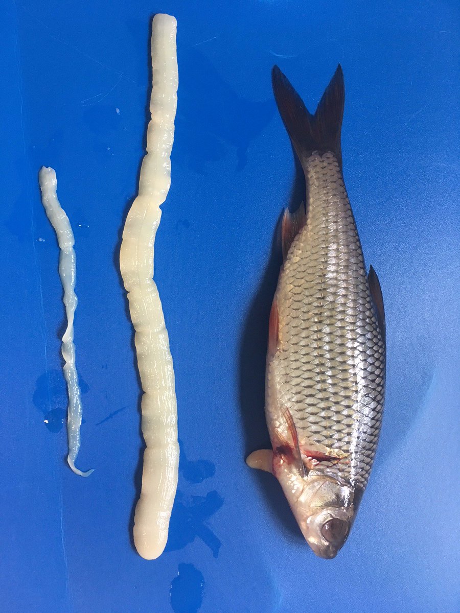 FishLab_EA's tweet photo. The team has been in the lab today doing a #healthcheck for @EnvAgencyMids. This tapeworm, Ligula intestinalis, was found in the body cavity of a roach, where it waits to be eaten by a bird. As seen, they can take up a lot of space in the body cavity! #fishlab #parasites #TeamEA https://t.co/qxbRuUv4uN