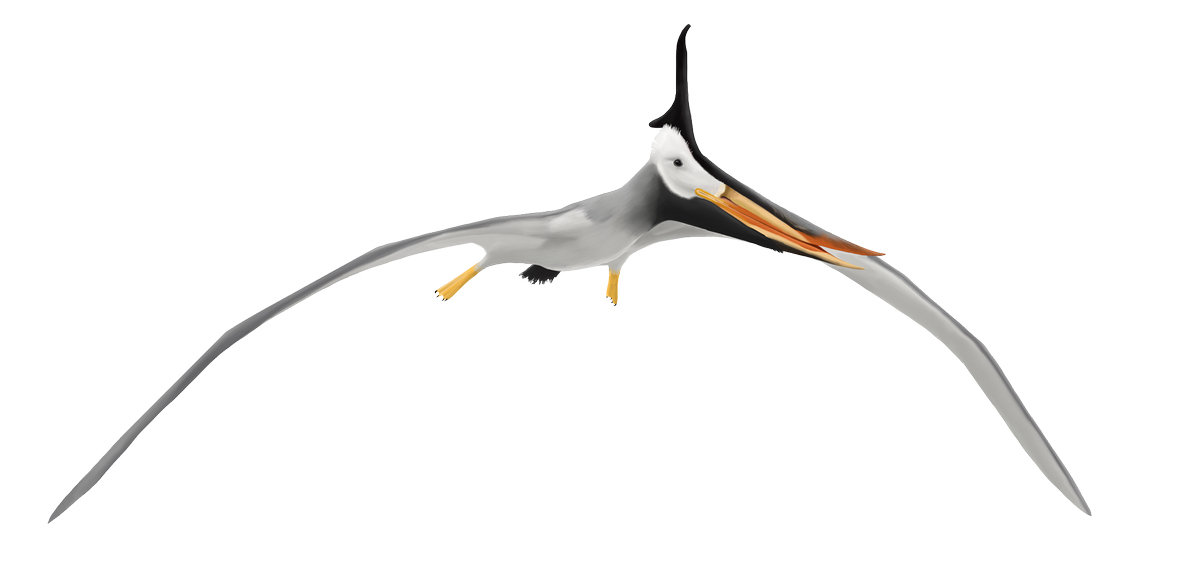 flyingreptiles's tweet photo. Simurghia, described in 2018, was found with five other new #pterosaurs in Morocco. #science #fossils https://t.co/D0dvp9Yyo3 https://t.co/xx1KgafdKi