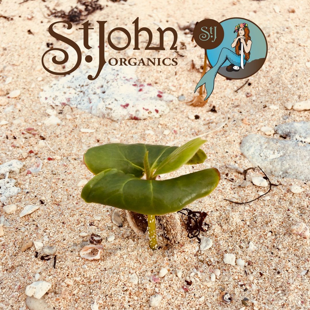 This little seagrape sprout is just one more promise of a beautiful day!  
Take a look around your world.  What inspiration do you find in nature?
#islandinspiration #stjohn #stjohnusvi #beachlife #islandlife #newbeginnings #nature  #wellnesswednesday #bringingtheislandshome