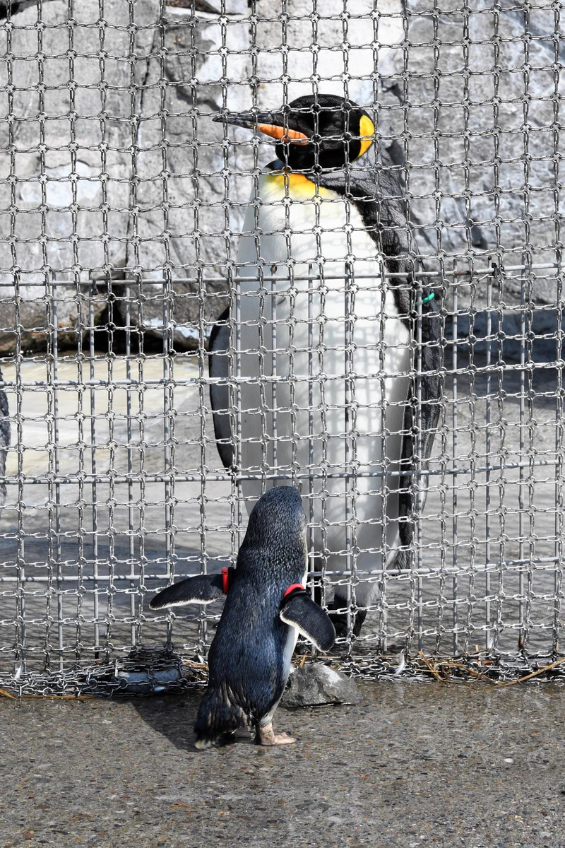同じ成体でこんなに違うｗ金網のせいで引き裂かれた親子にしか見えないペンギンｗｗｗ