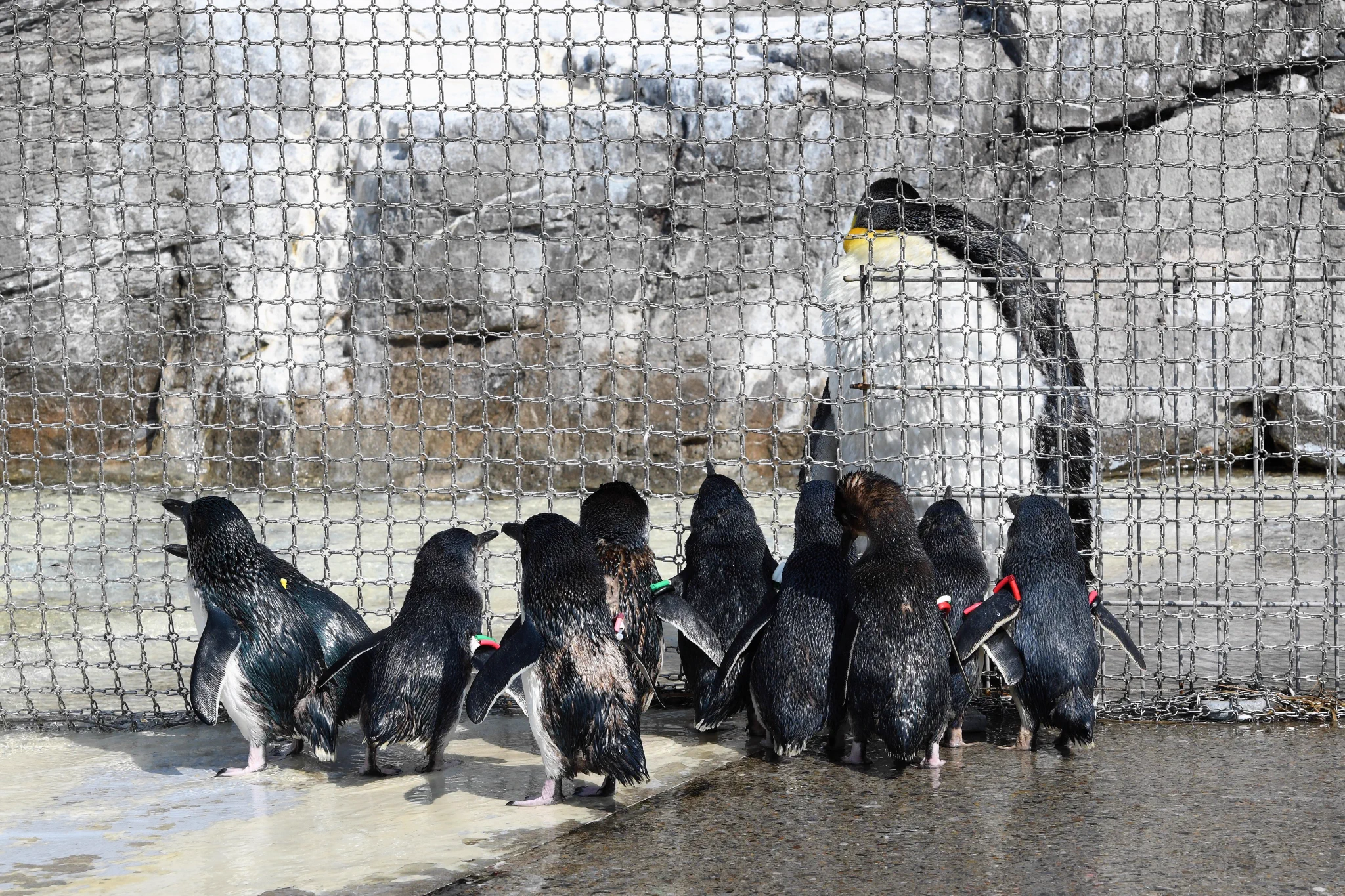 同じ成体でこんなに違うｗ金網のせいで引き裂かれた親子にしか見えないペンギンｗｗｗ