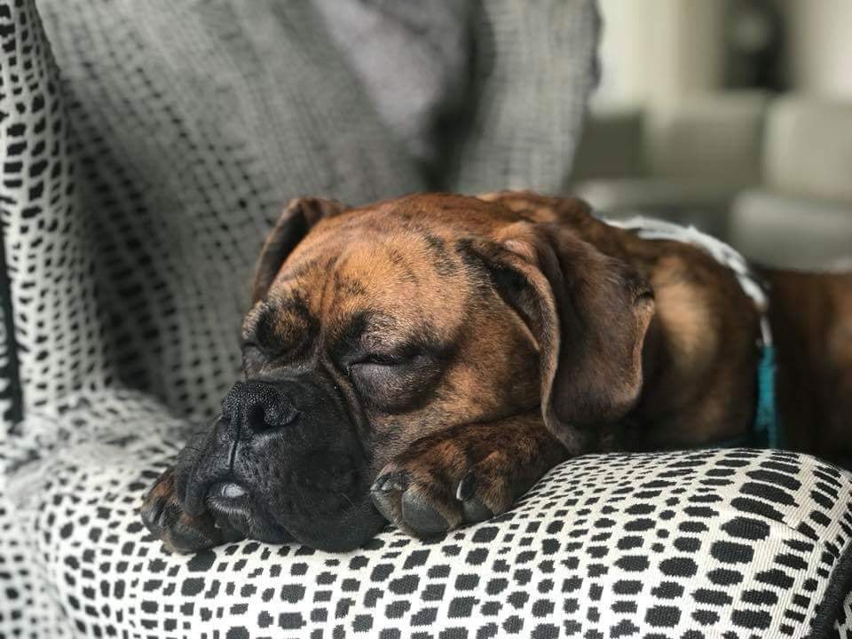 DogsofVictoria's tweet image. Bodhi the Boxer after his morning run! #yyj #dogsofvictoria #Boxers #dogoftheday