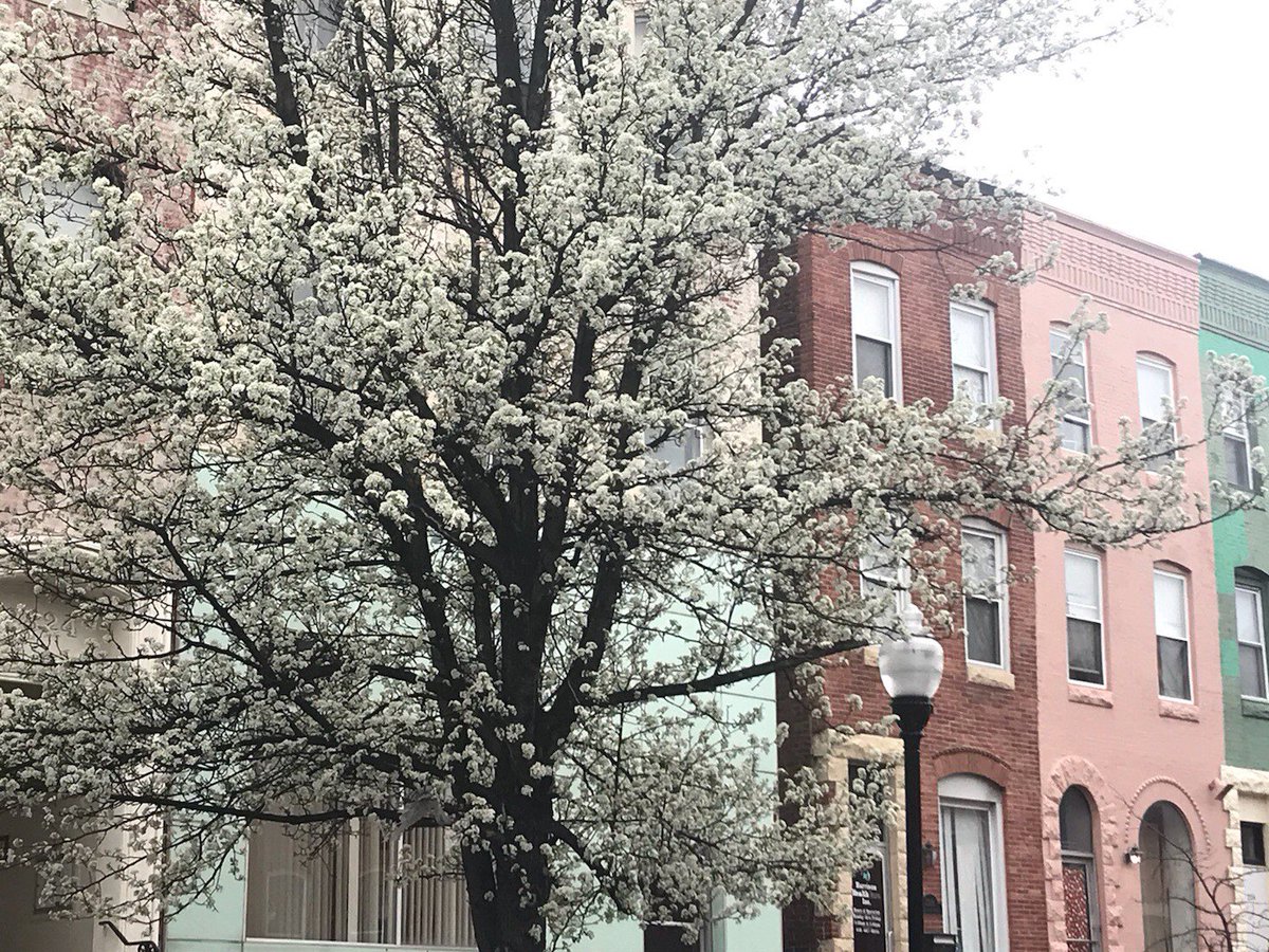 AdvMetrics's tweet image. Our team is out visiting clients in Baltimore and couldn&apos;t pass up admiring signs of spring.
&quot;No winter lasts forever; no spring skips its turn&quot;
#makingdatahuman #behindthecomputer #techlife #missiondriven #humancentered #workfromanywhere #datalove #inspired #AMScommunity
